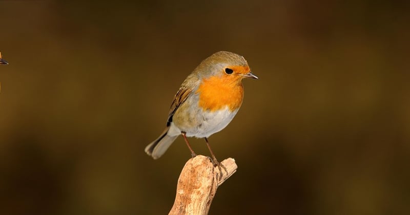 Auchan Oiseau : la nouvelle enseigne qui fait déjà parler d'elle