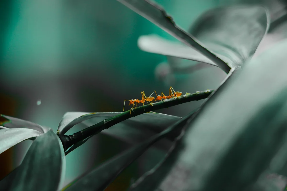 Le numéro de téléphone des fourmis : mythe ou réalité ?