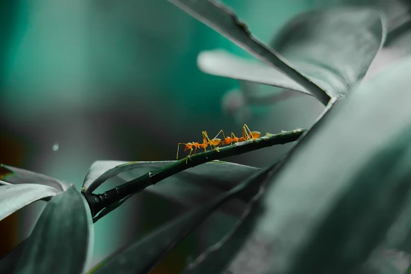 Le numéro de téléphone des fourmis : mythe ou réalité ?