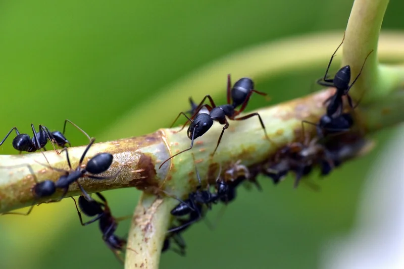 Les stratégies pour joindre les services des fourmis en 2026