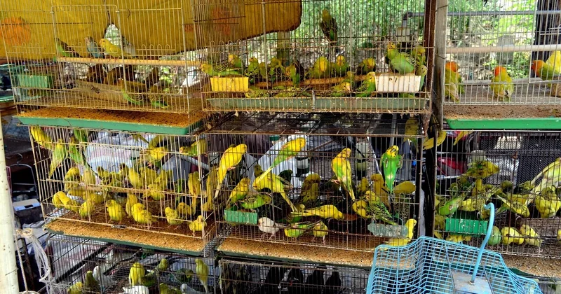 Dans le rayon animalerie, le clin d'œil est partout